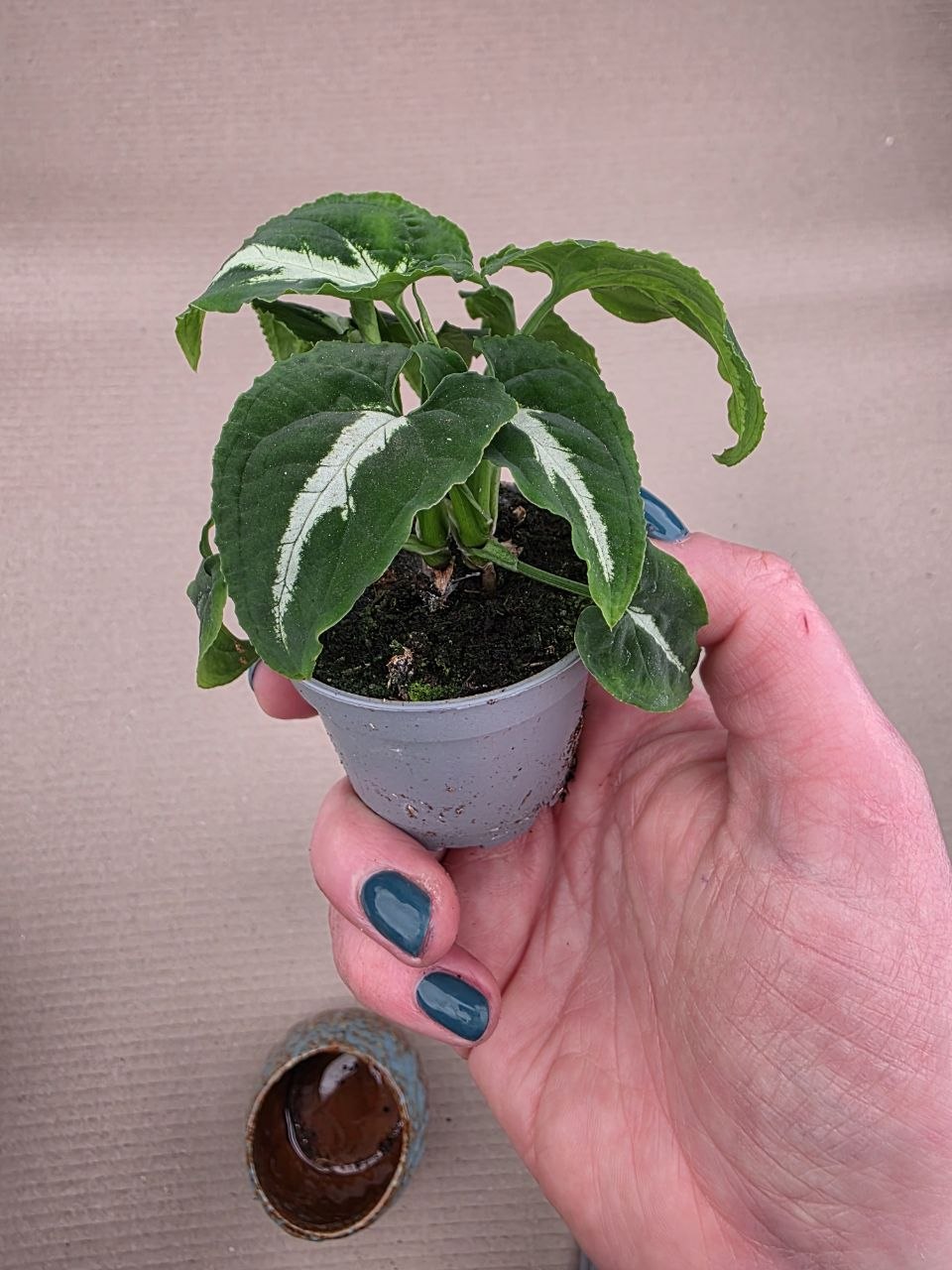 Syngonium New Dew