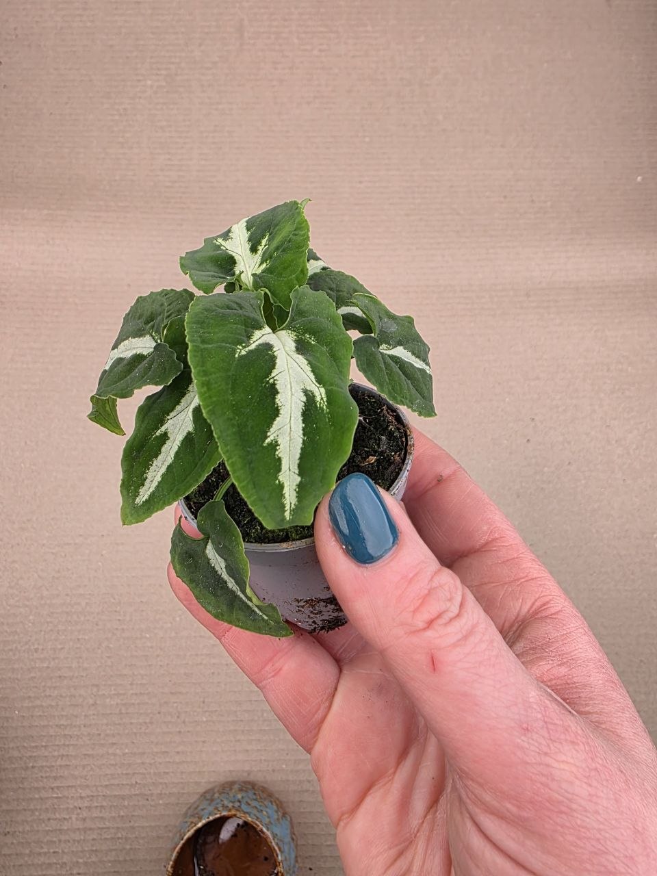 Syngonium New Dew