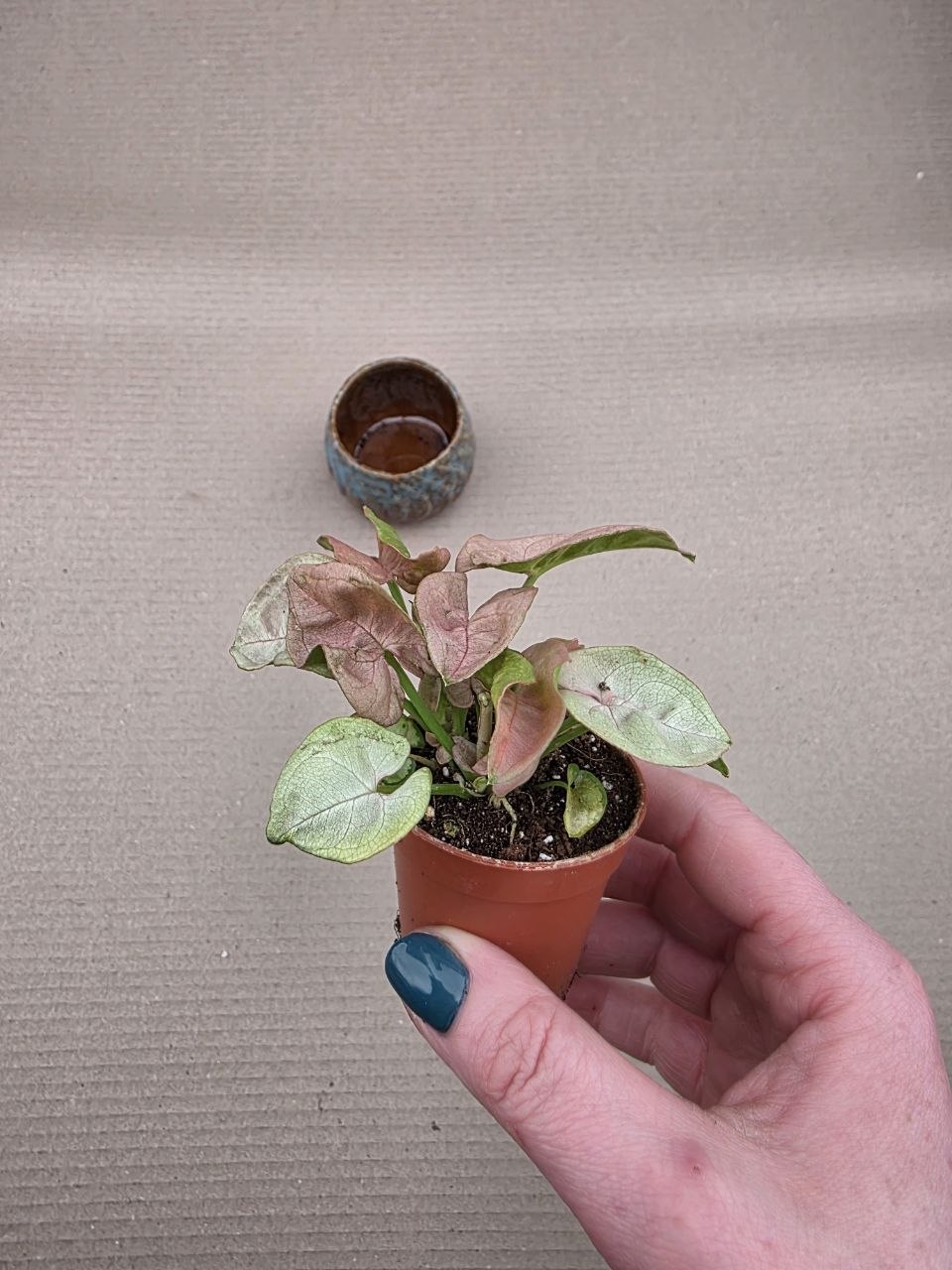 Syngonium Pink