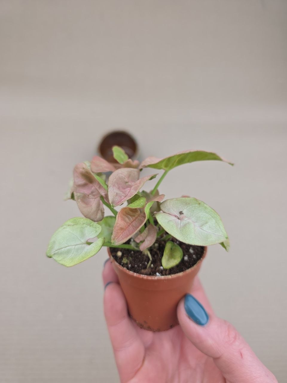 Syngonium Pink