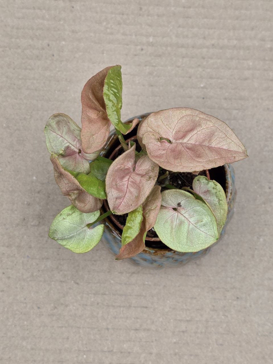 Syngonium Pink