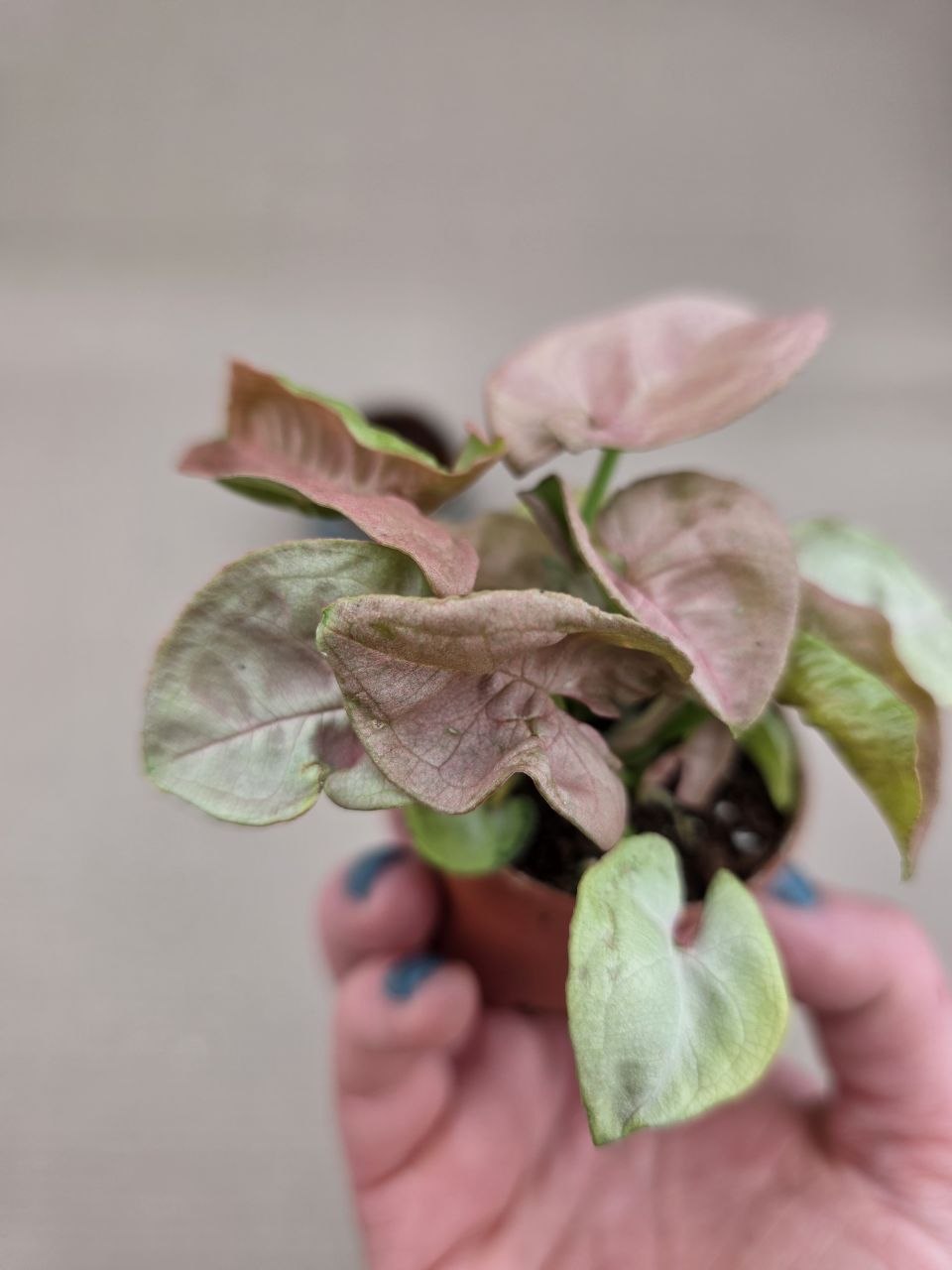 Syngonium Pink