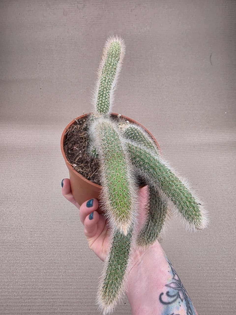 Cactus Hildewintera Colademonis 13 cm