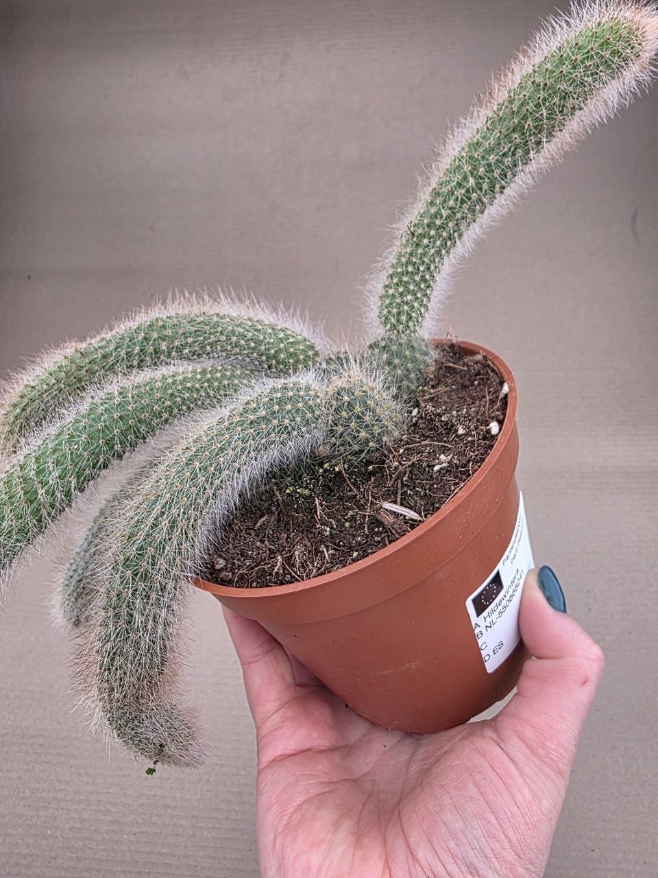 Cactus Hildewintera Colademonis 13 cm