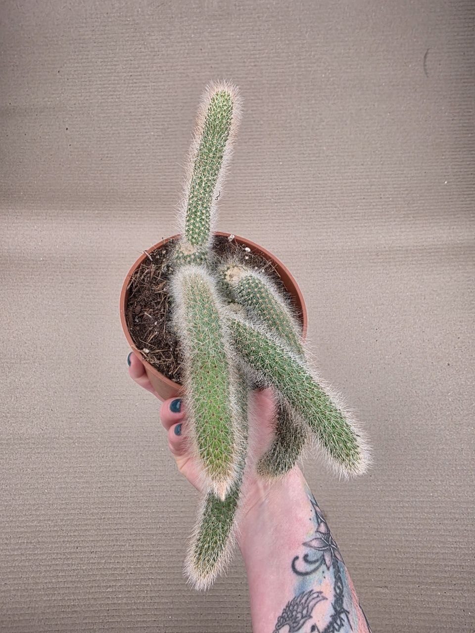 Cactus Hildewintera Colademonis 13 cm