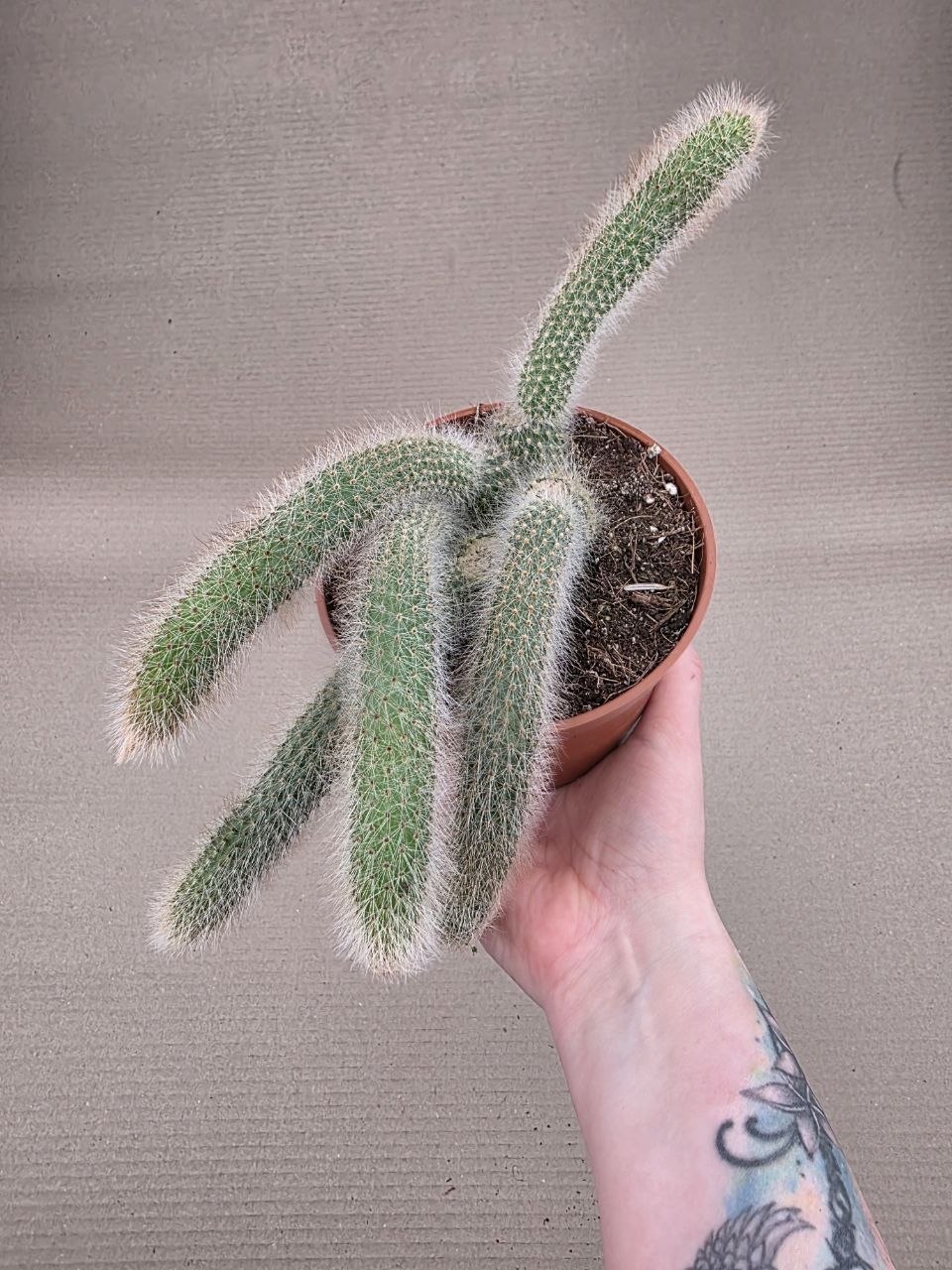 Cactus Hildewintera Colademonis 13 cm