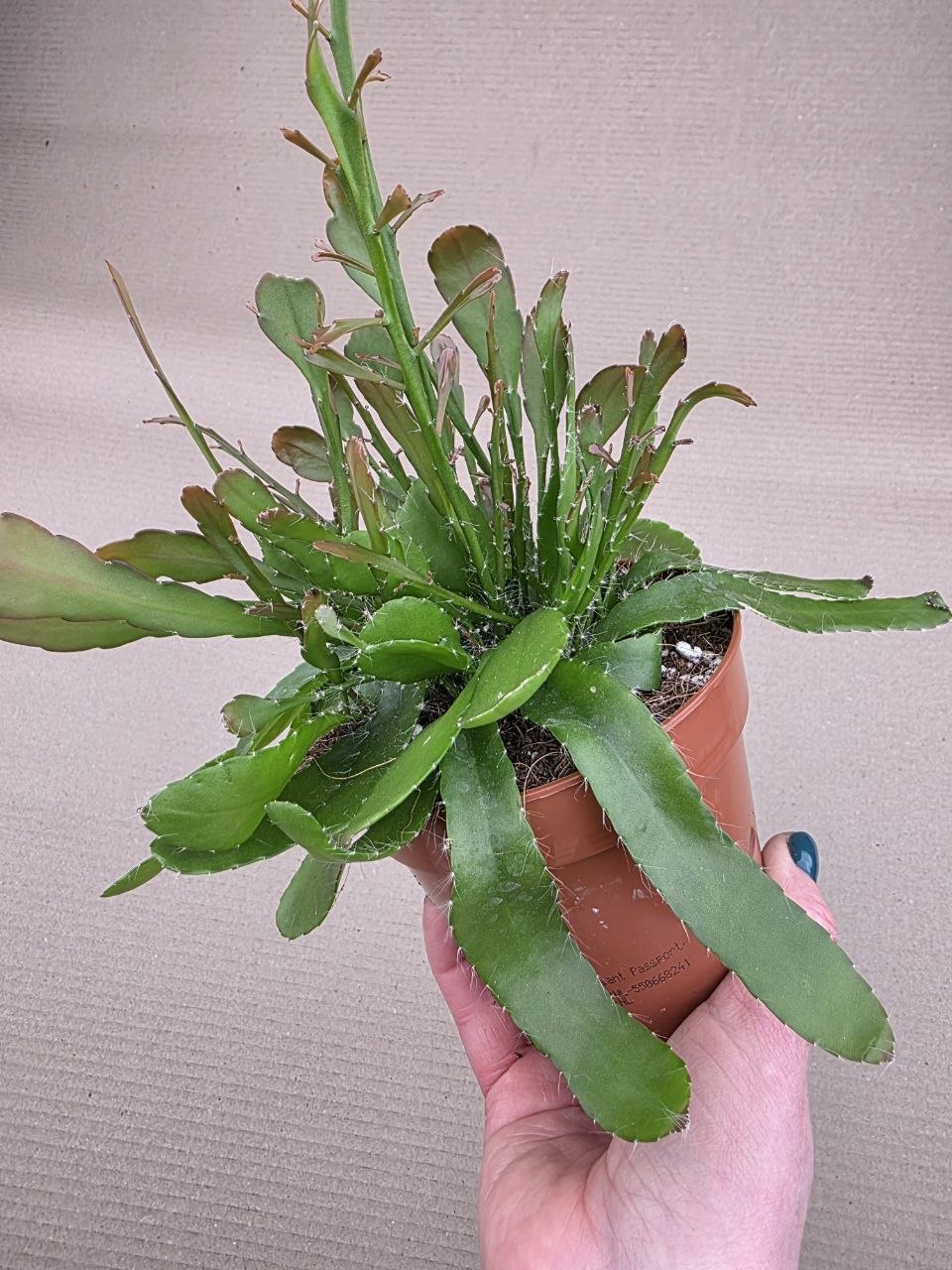 Rhipsalis Red Coral 12 cm