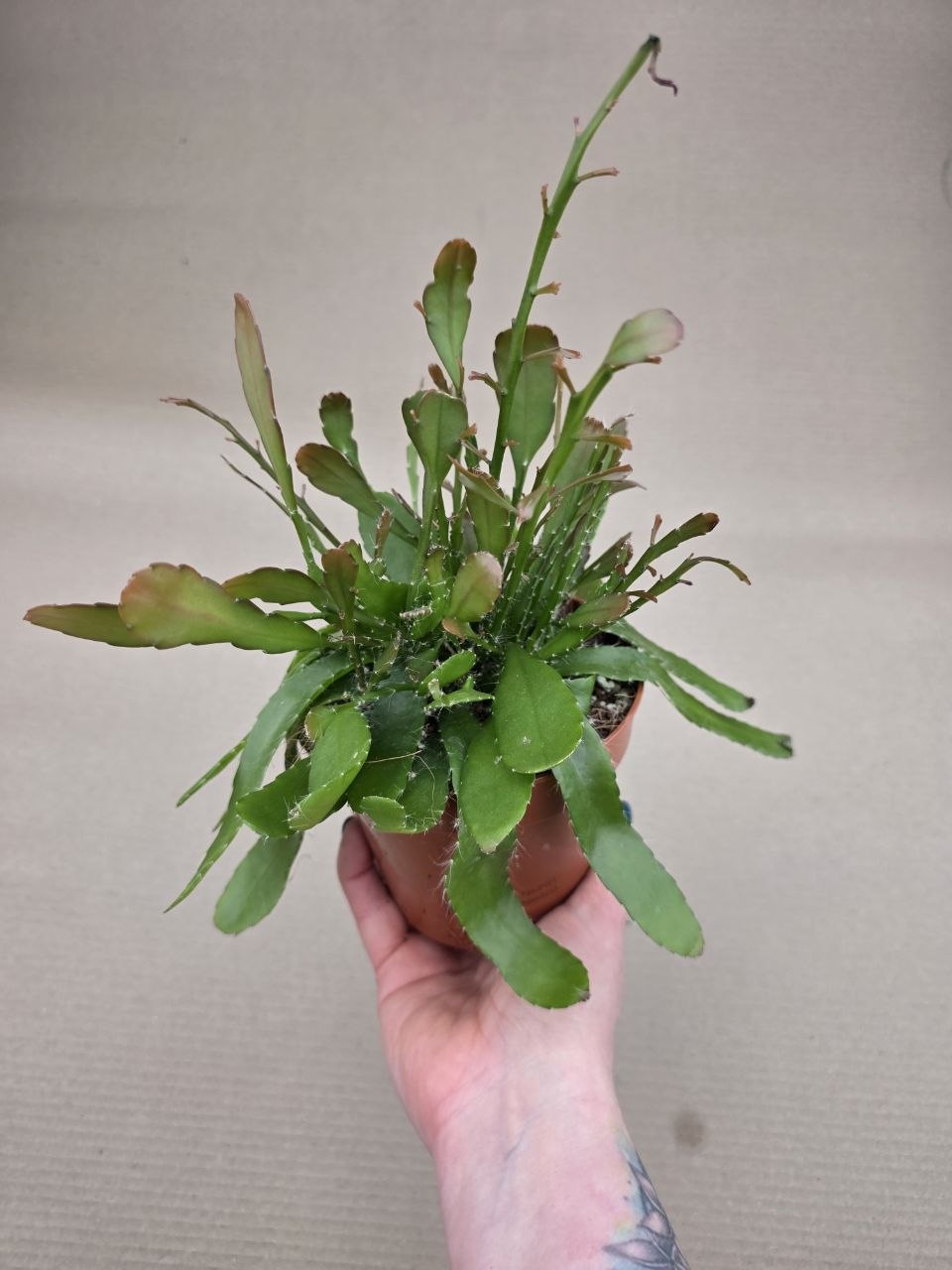 Rhipsalis Red Coral 12 cm