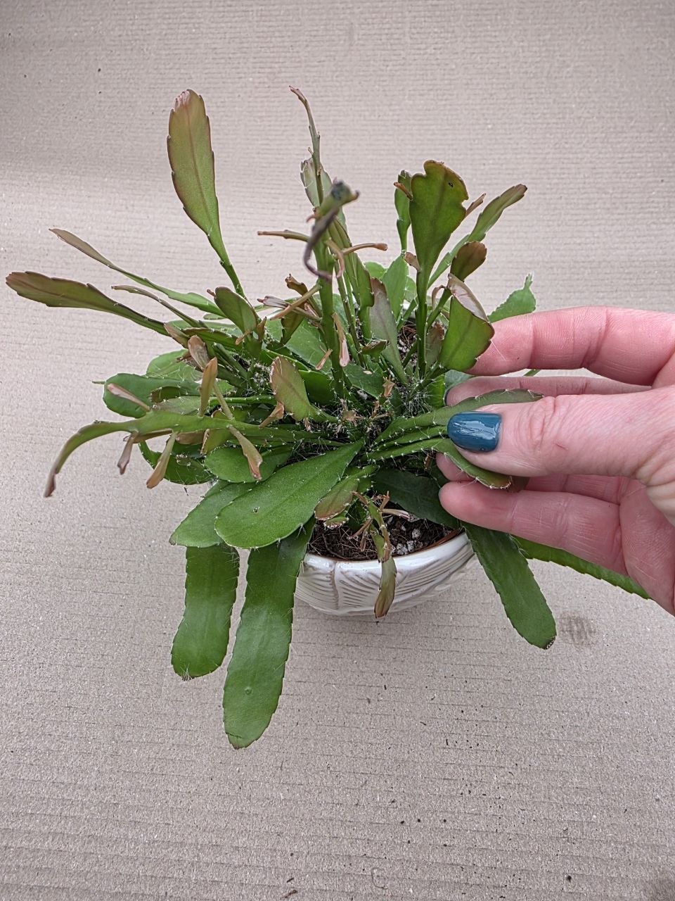 Rhipsalis Red Coral 12 cm
