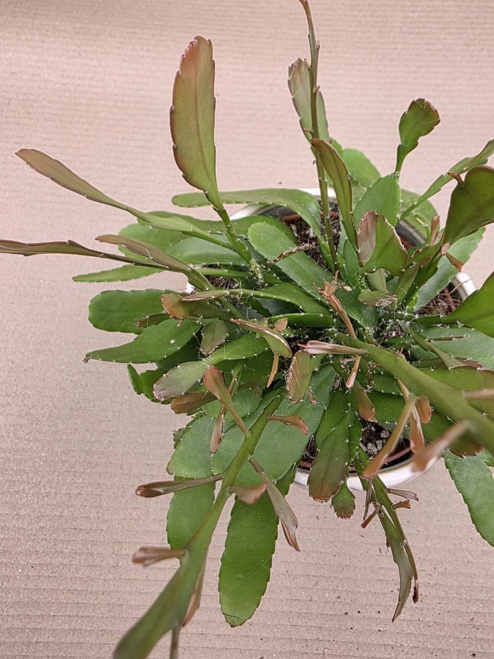Rhipsalis Red Coral 12 cm