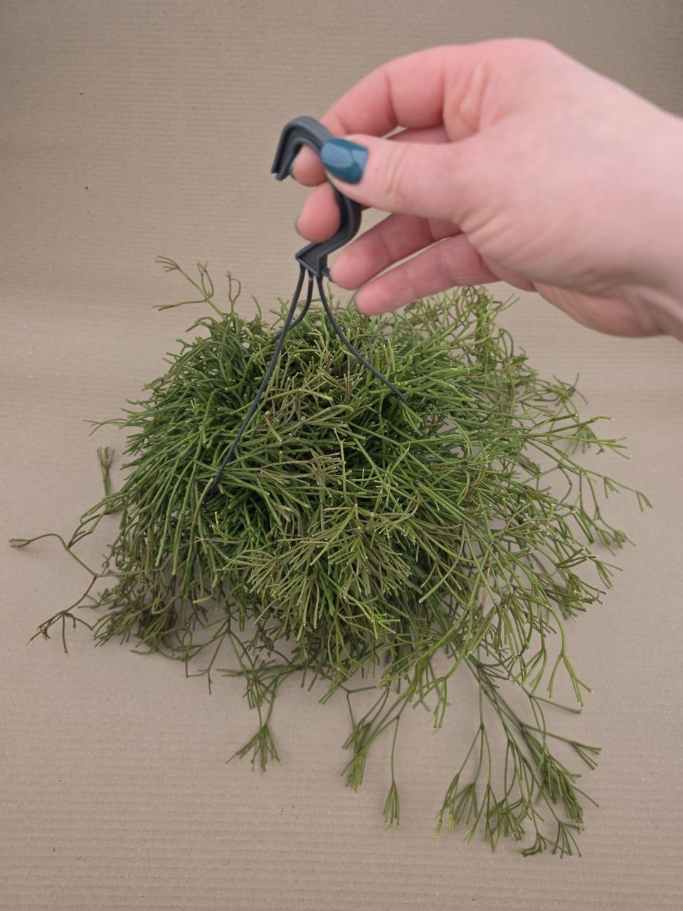 Rhipsalis Baciferra Oasis ávěs