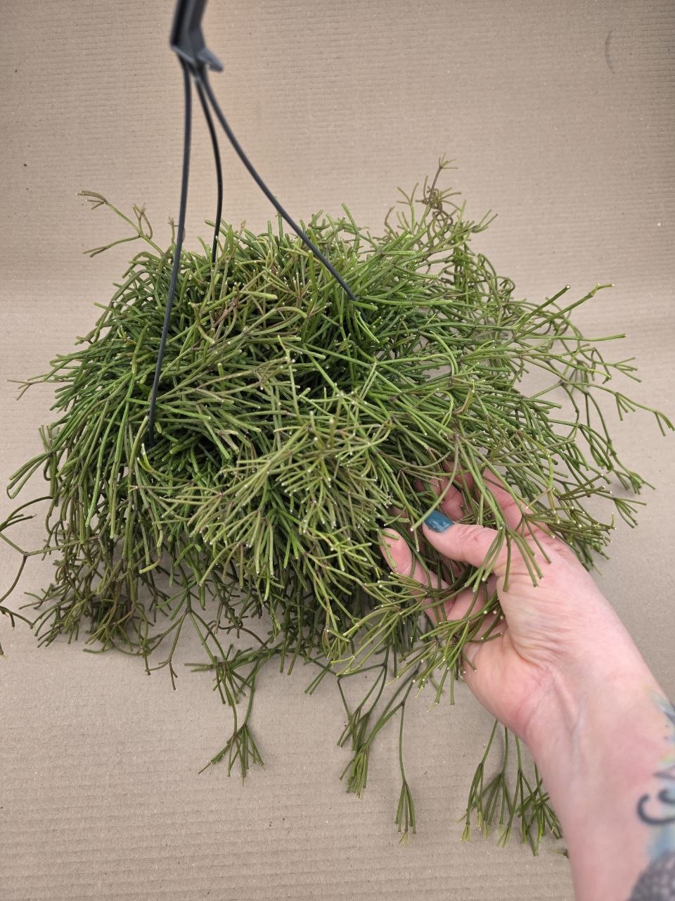 Rhipsalis Baciferra Oasis ávěs
