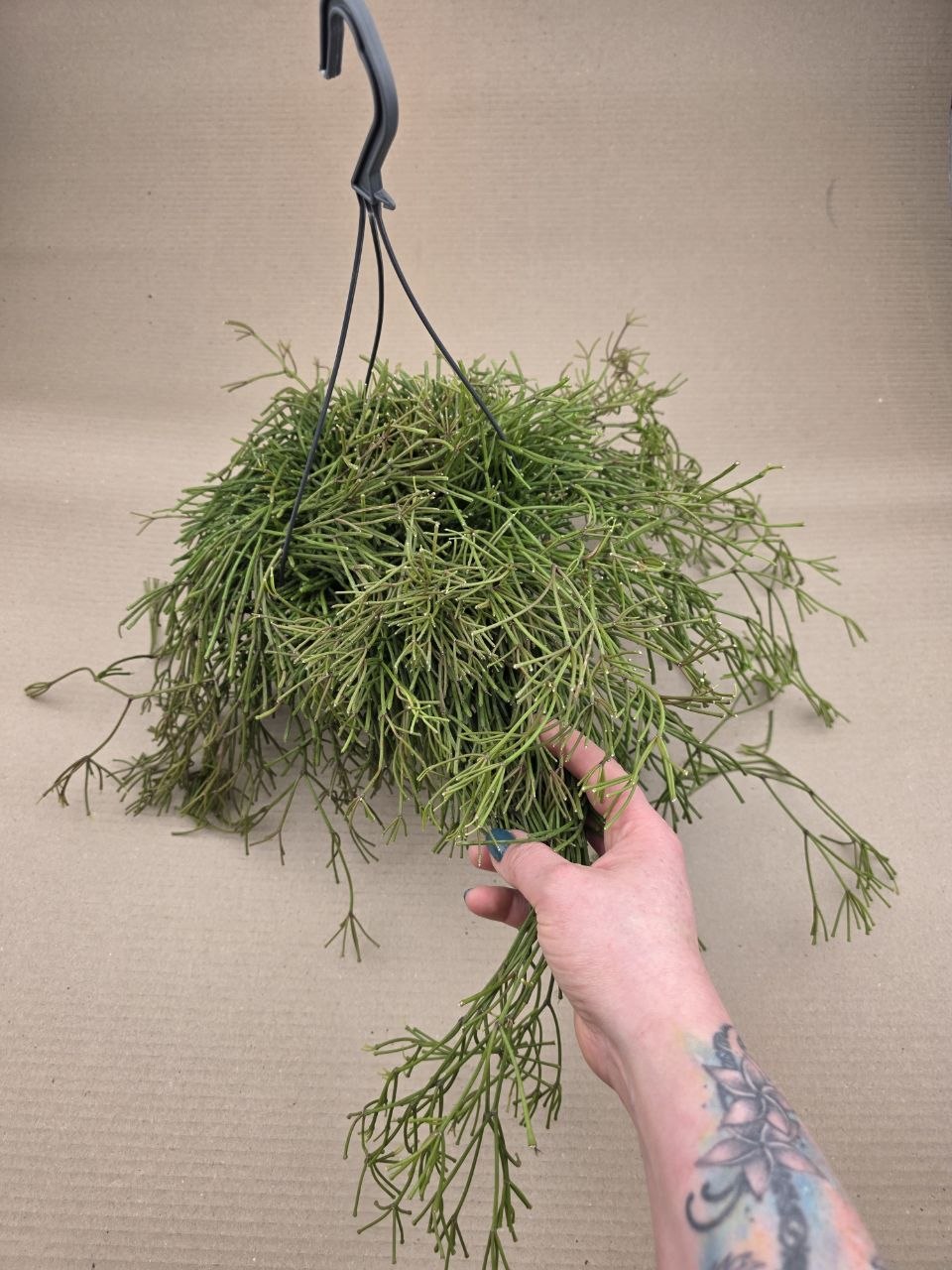 Rhipsalis Baciferra Oasis ávěs