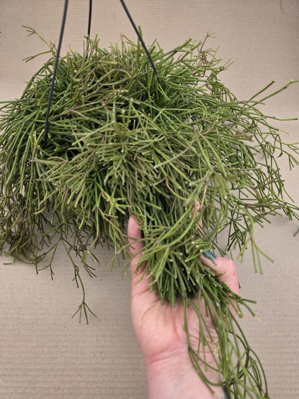 Rhipsalis Baciferra Oasis ávěs