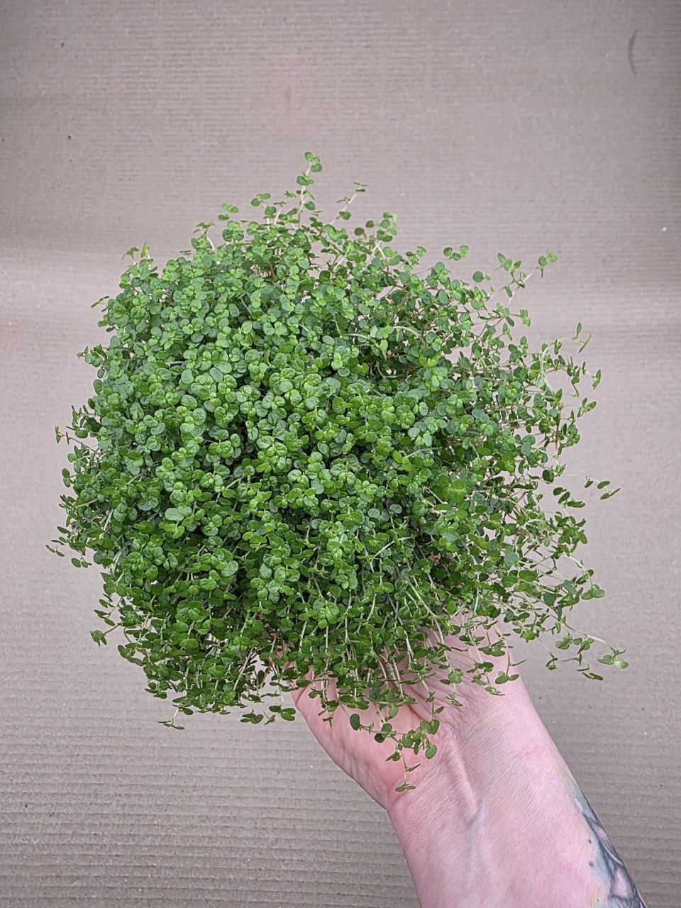 Soleirolia soleirolii tmavá menší