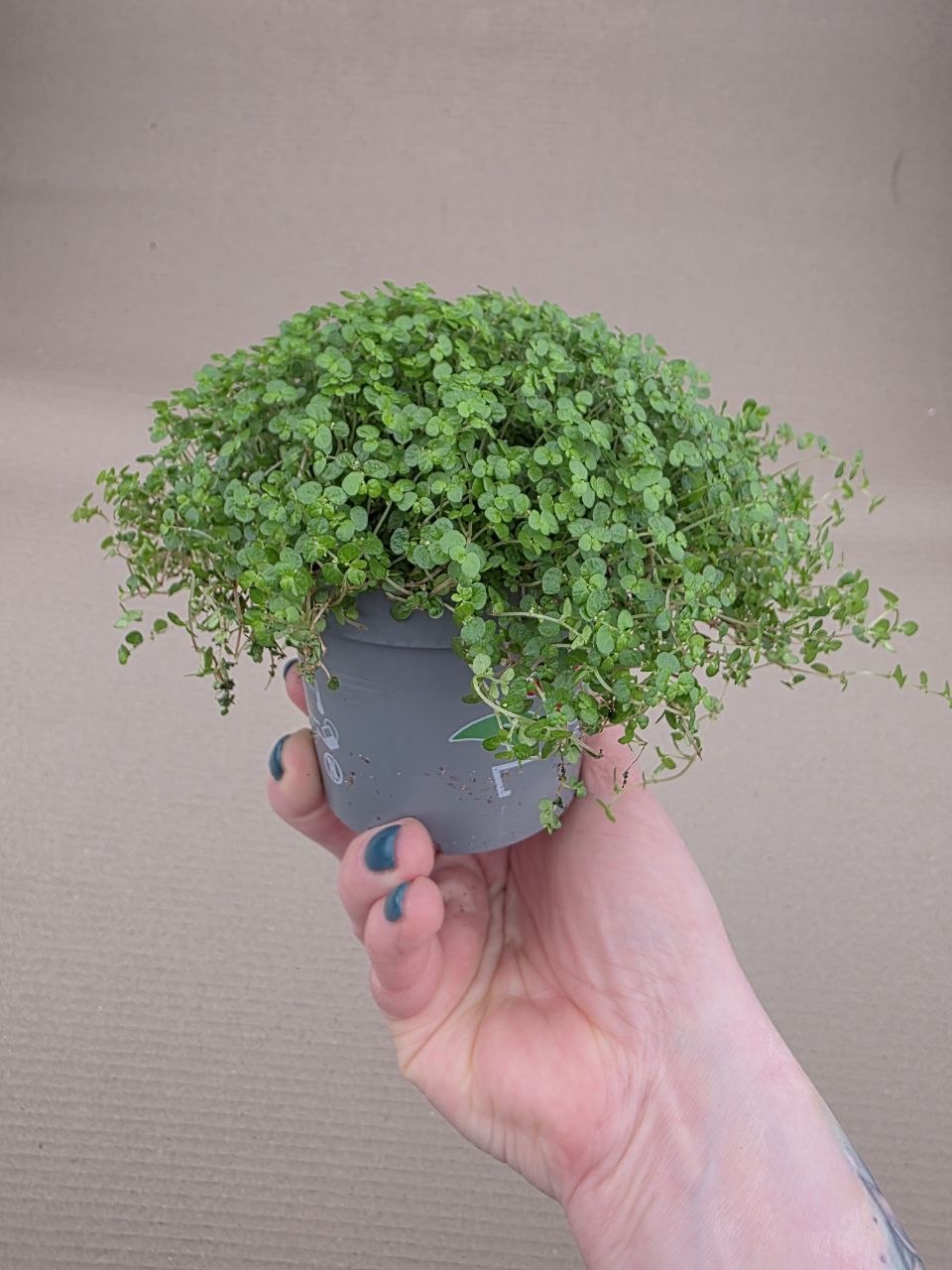Soleirolia soleirolii tmavá menší