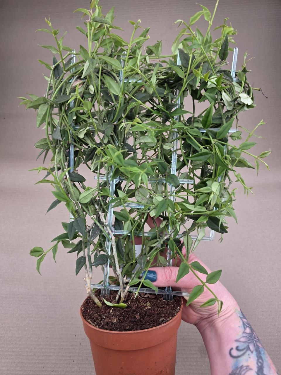 Hoya Bella
