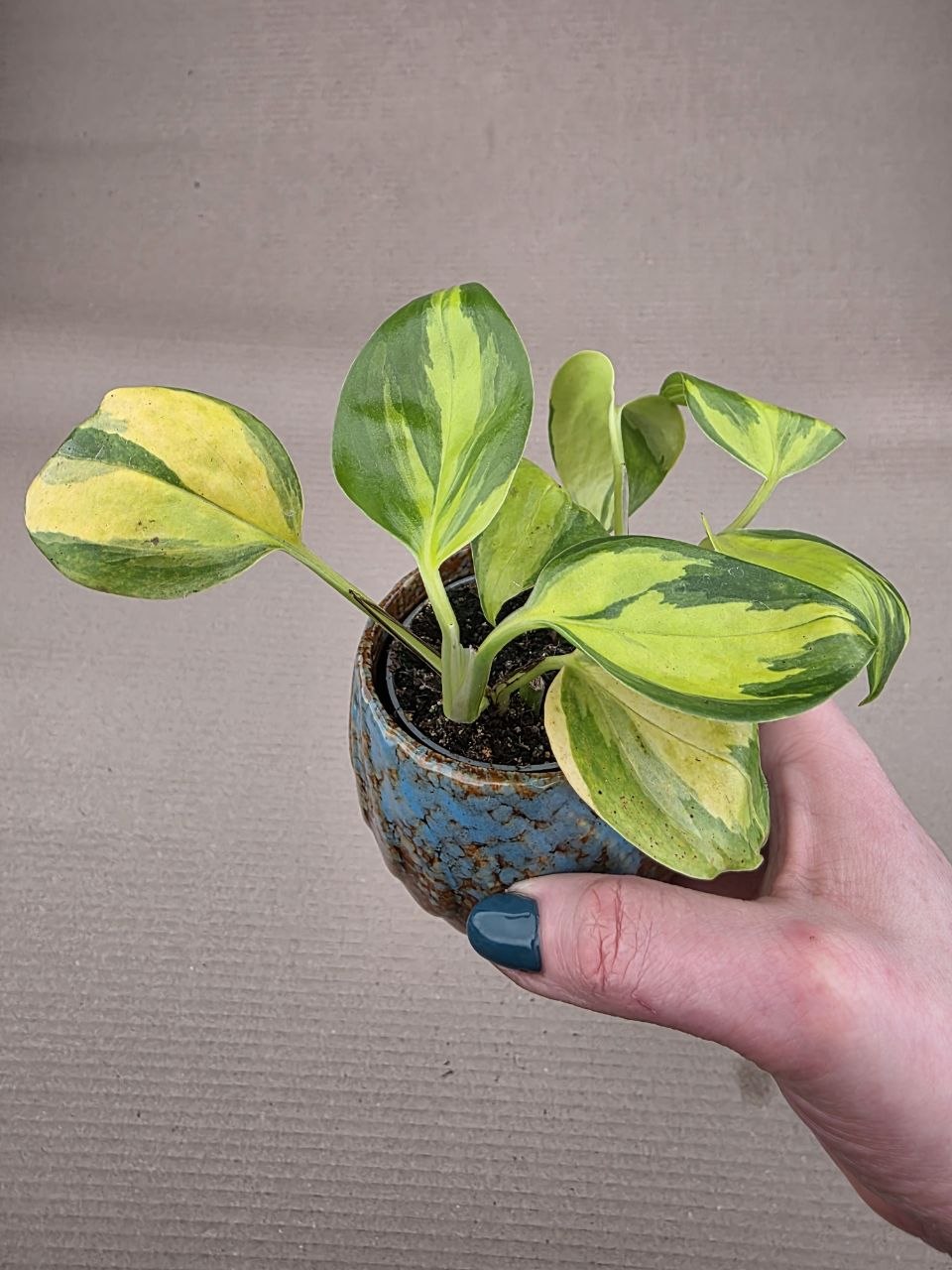 Philodendron hederaceum Brasil mini