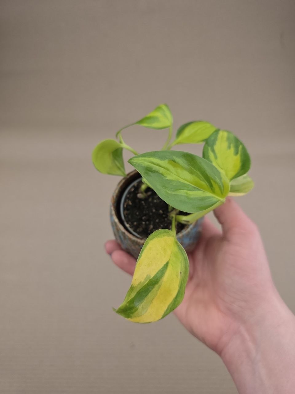 Philodendron hederaceum Brasil mini