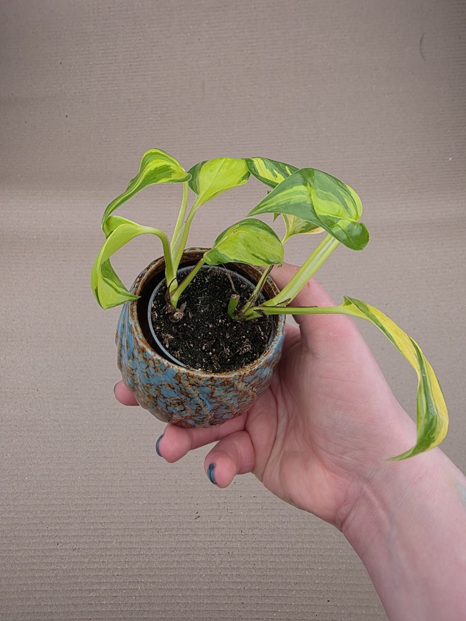 Philodendron hederaceum Brasil mini