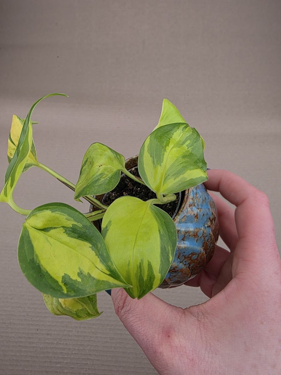 Philodendron hederaceum Brasil mini
