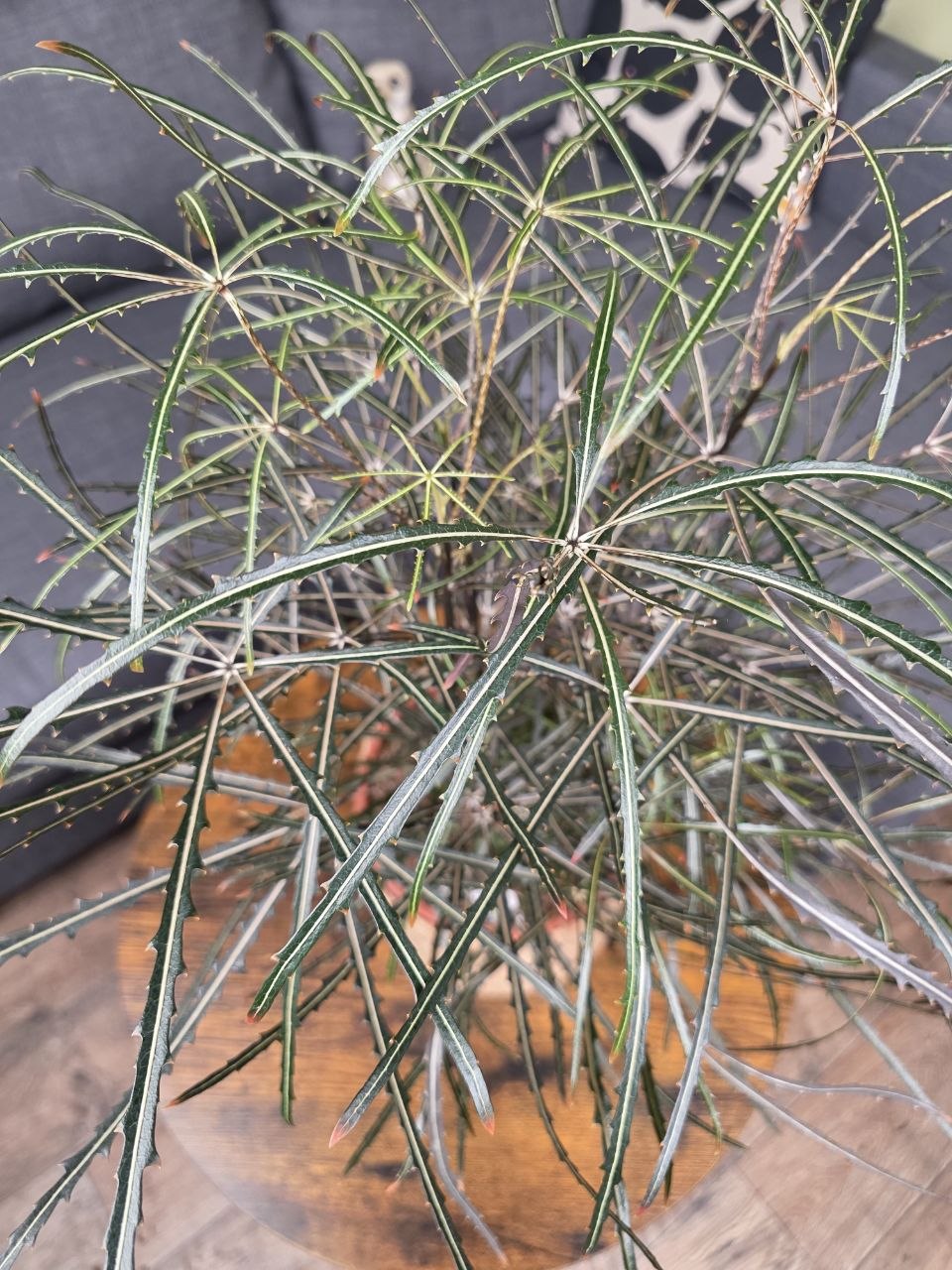 Dizygotheca elegantissima