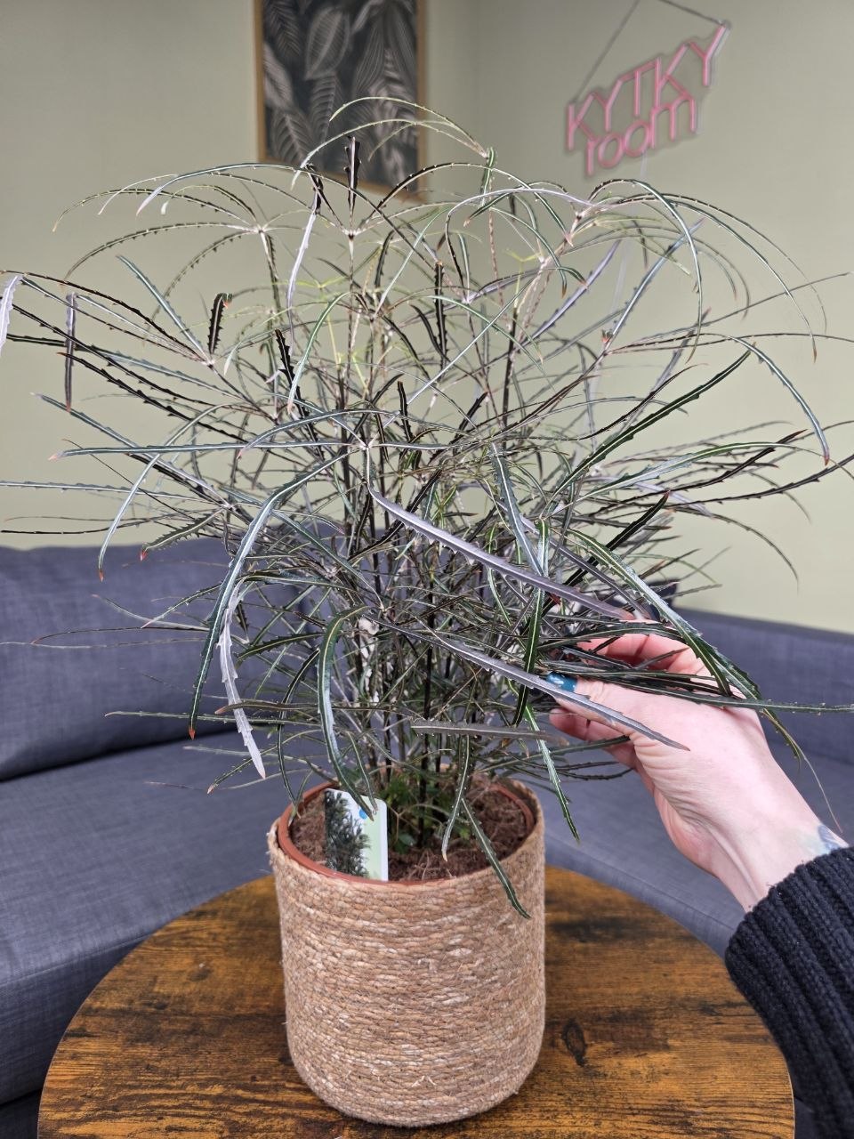 Dizygotheca elegantissima