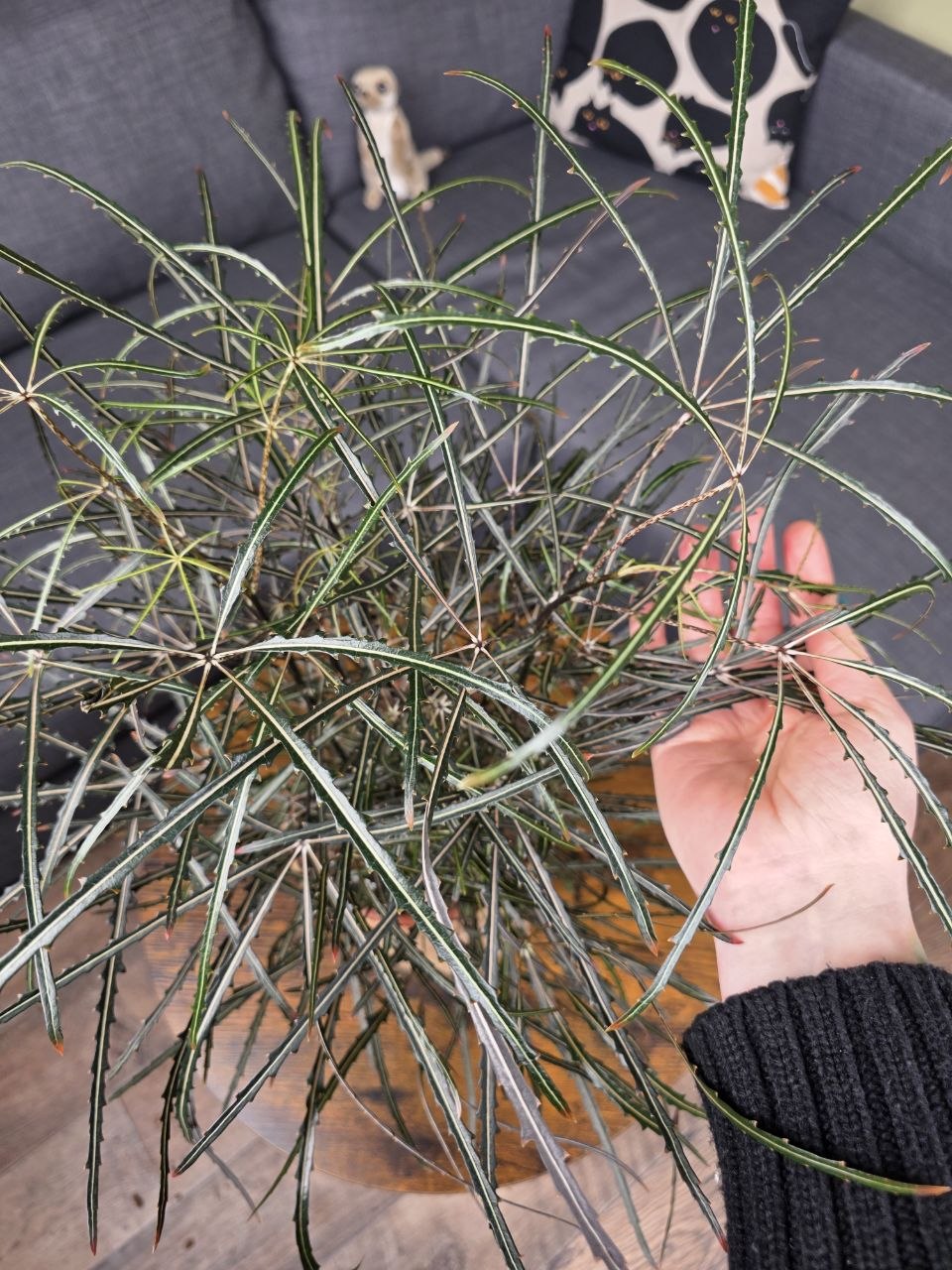 Dizygotheca elegantissima