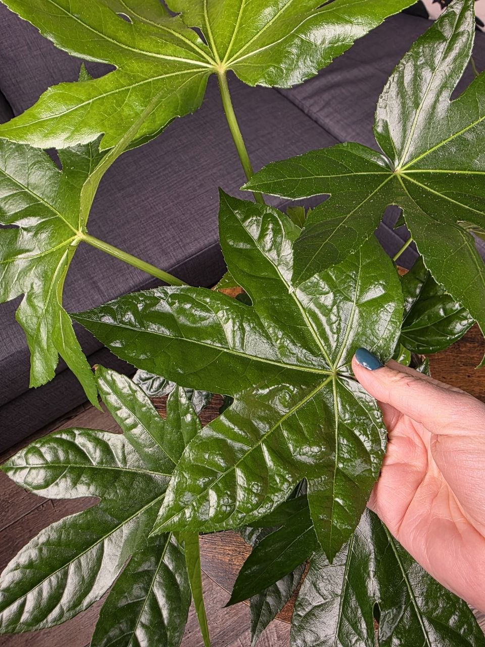 Fatsia Japonica 