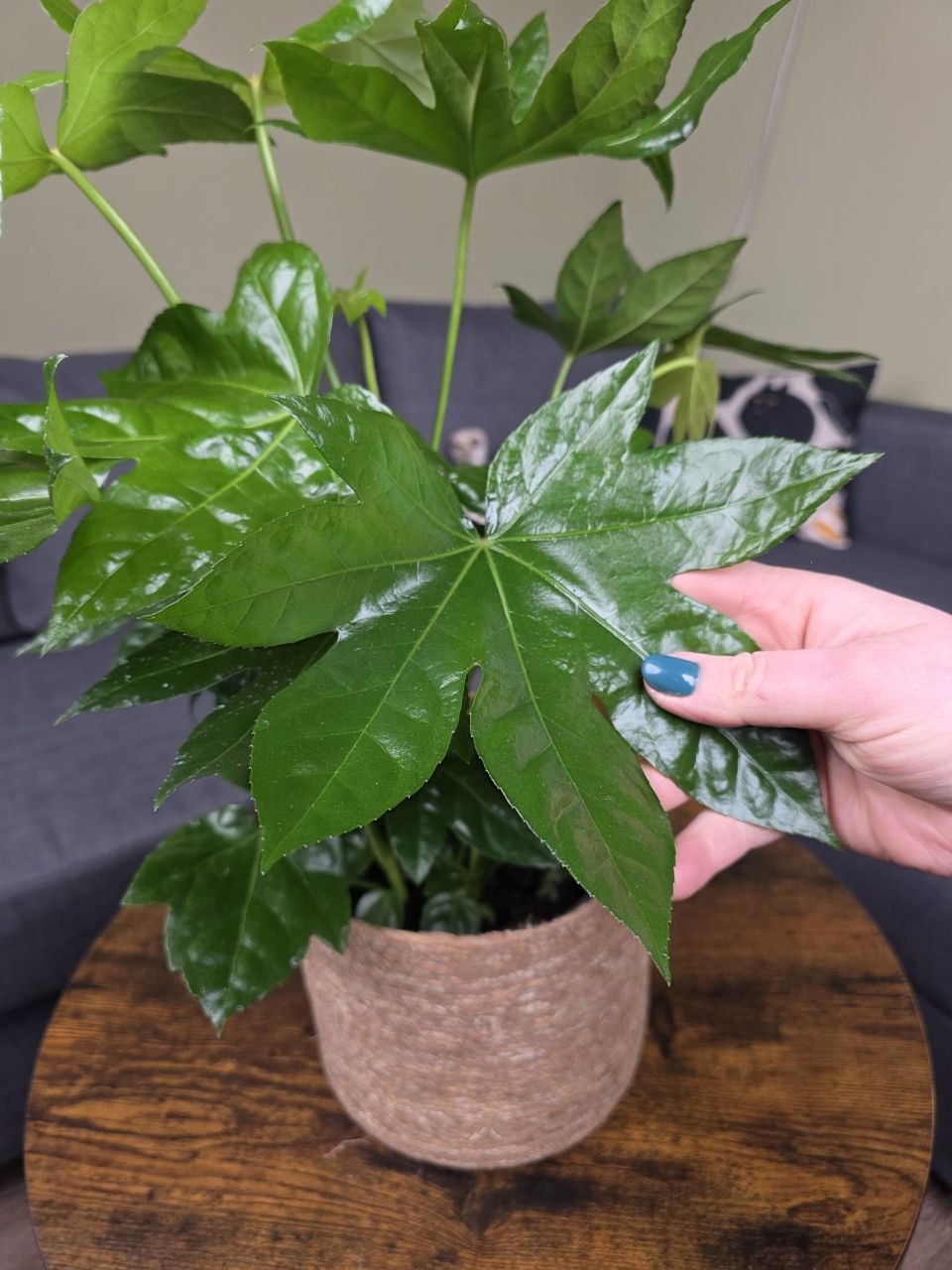 Fatsia Japonica 