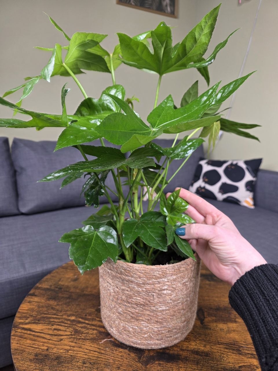 Fatsia Japonica 