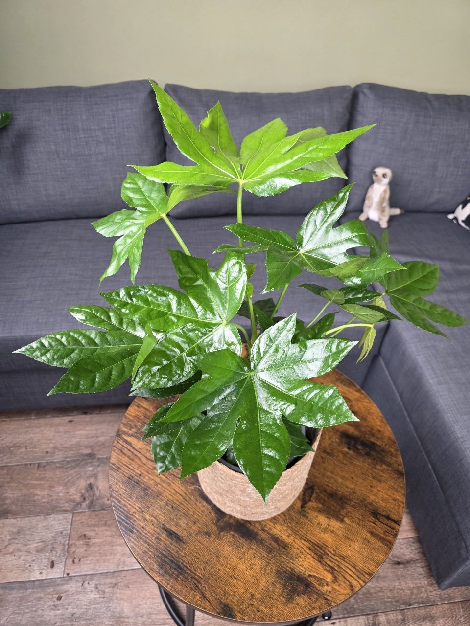 Fatsia Japonica 