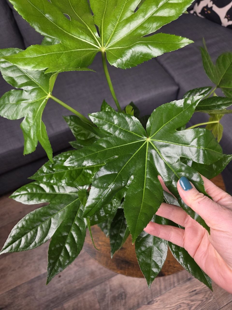 Fatsia Japonica 