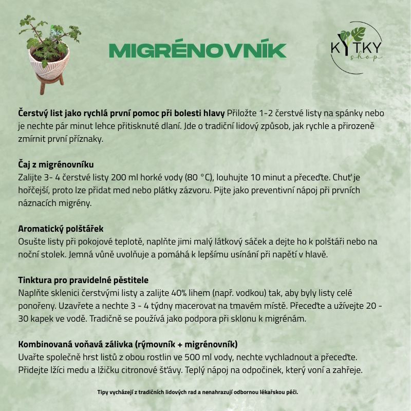 Migrénovník, aromatická bylinka