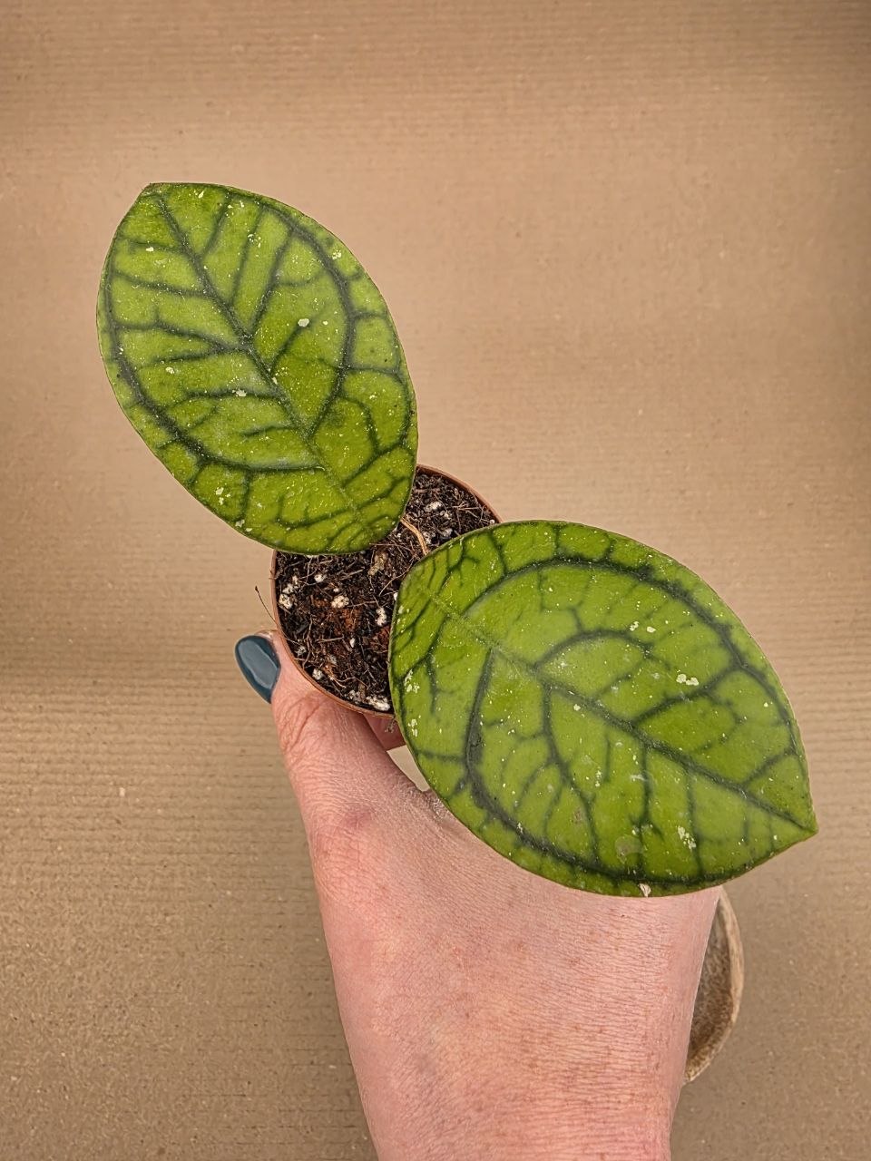 Hoya Ranauensis mini
