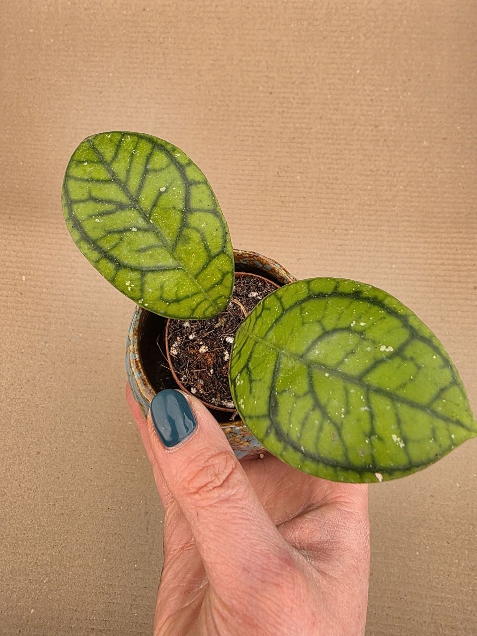 Hoya Ranauensis mini