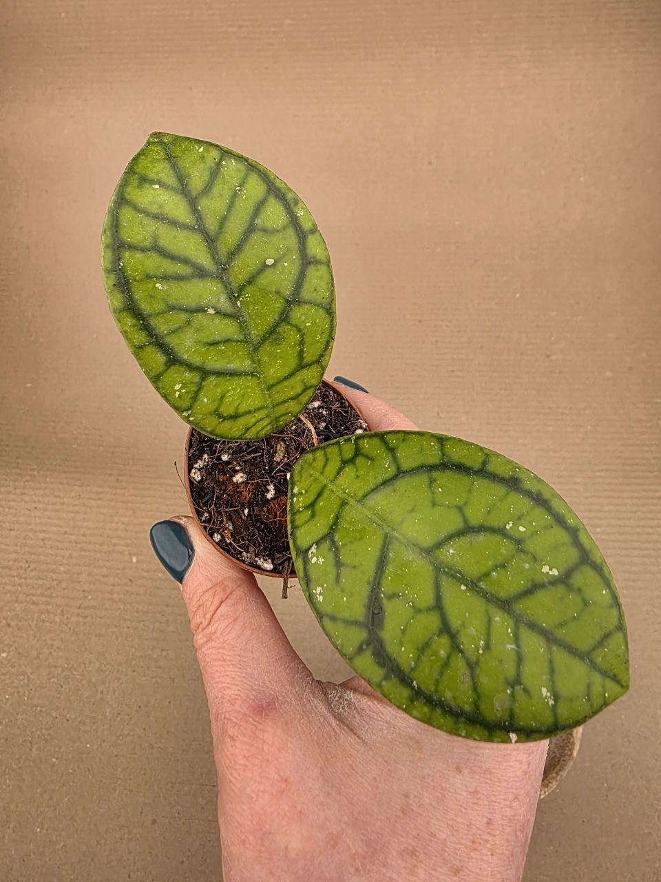 Hoya Ranauensis mini