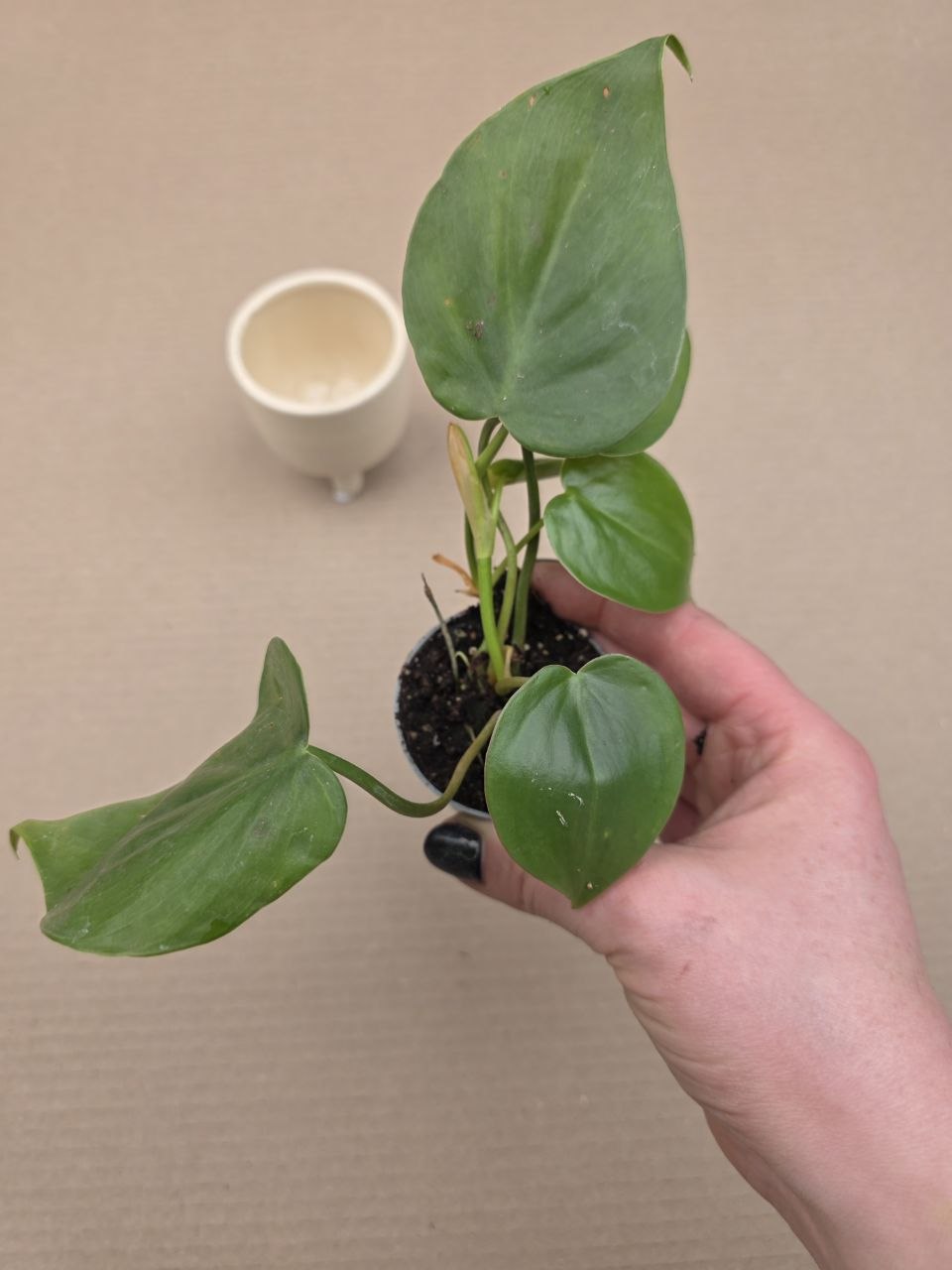 Philodendron Scandens mini