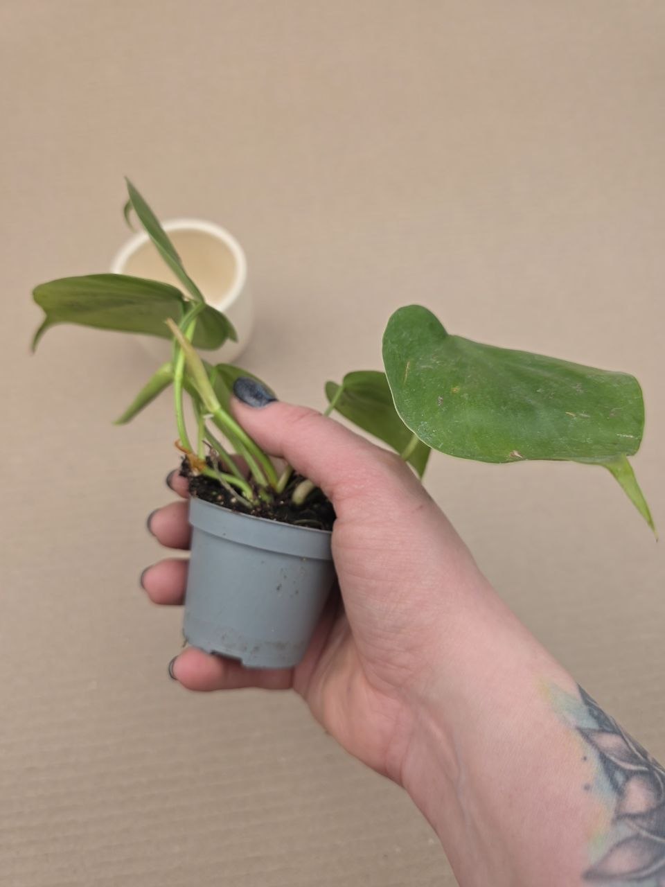 Philodendron Scandens mini