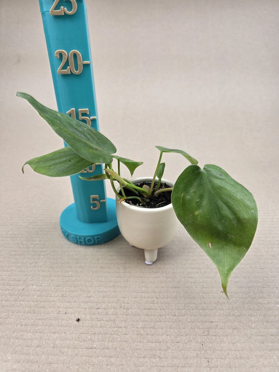 Philodendron Scandens mini
