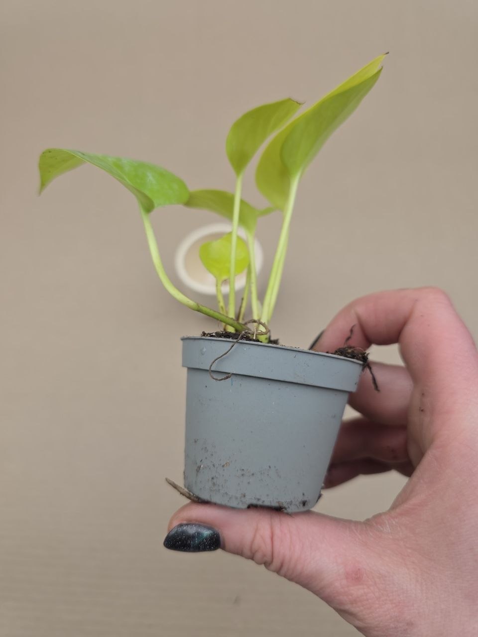 Epipremnum Pinnatum Golden Pothos mini