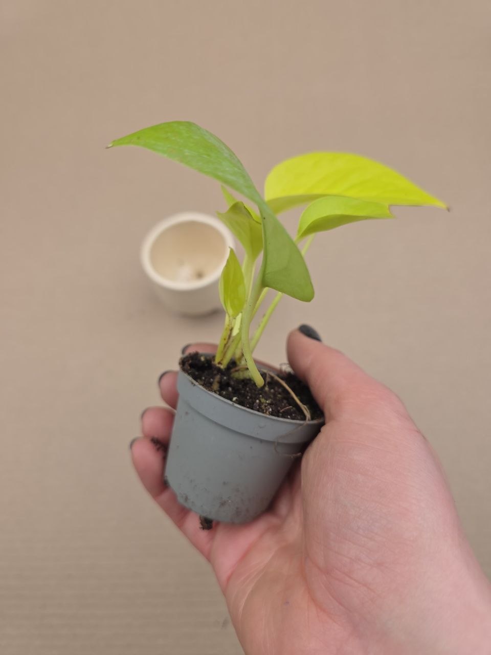 Epipremnum Pinnatum Golden Pothos mini