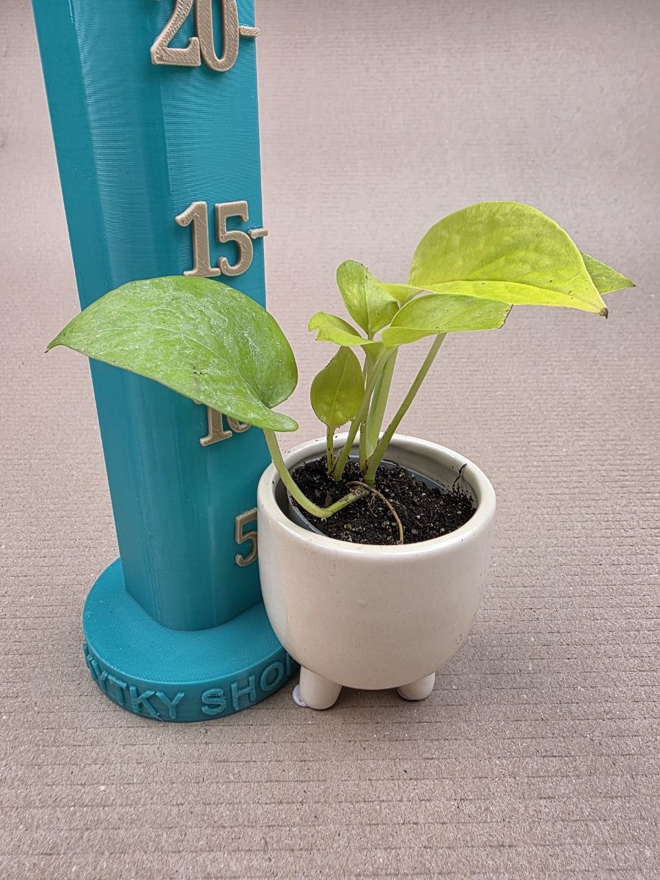 Epipremnum Pinnatum Golden Pothos mini