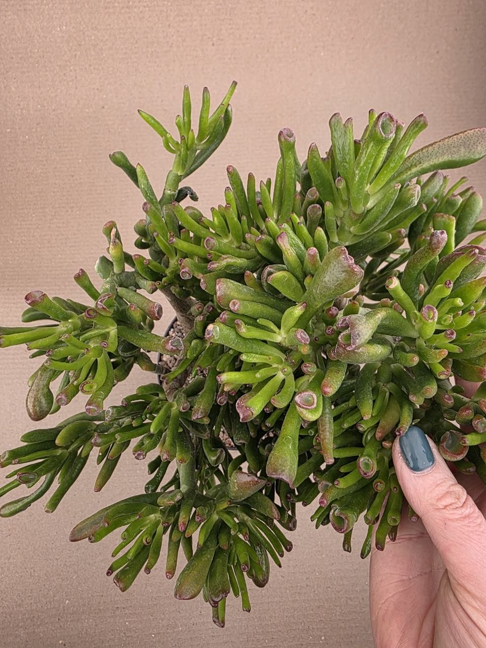 Crassula hobbit XXL již přesazená
