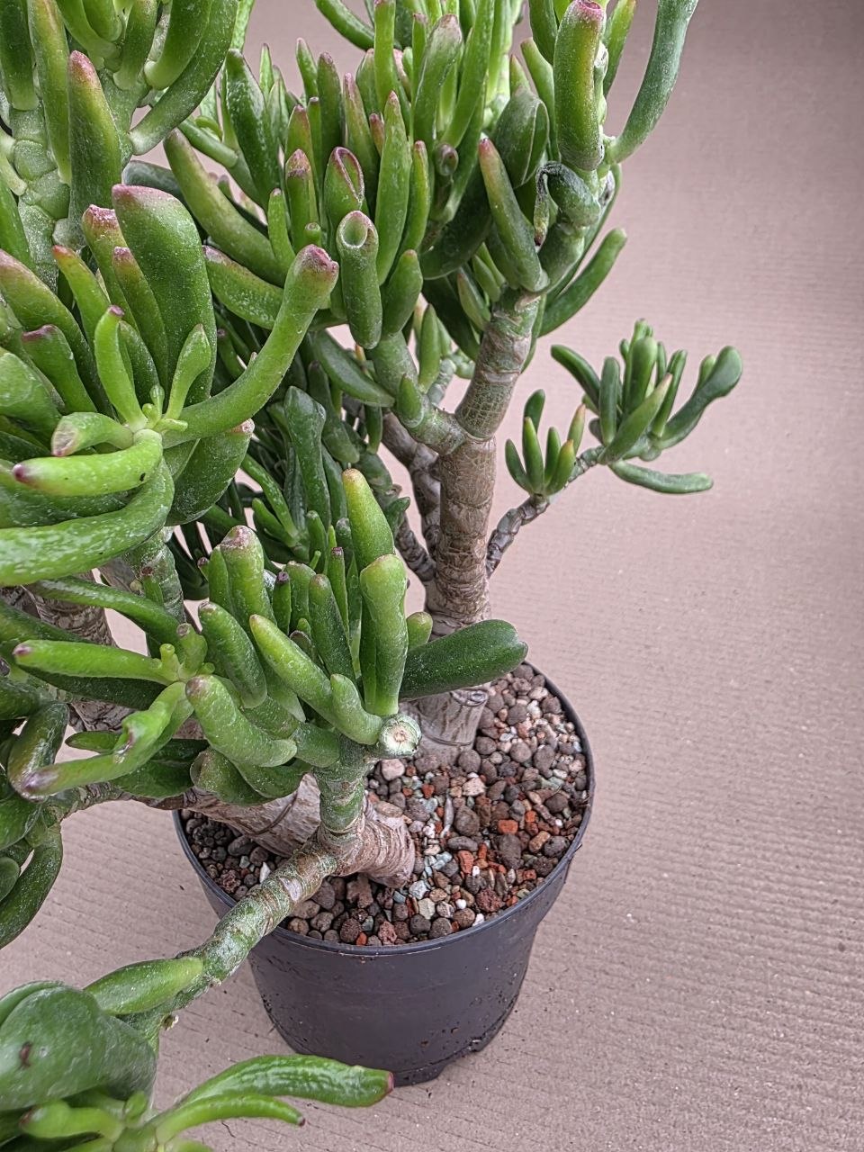 Crassula hobbit XXL již přesazená