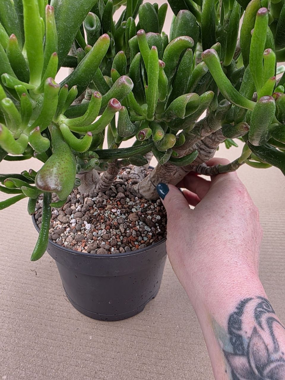 Crassula hobbit XXL již přesazená