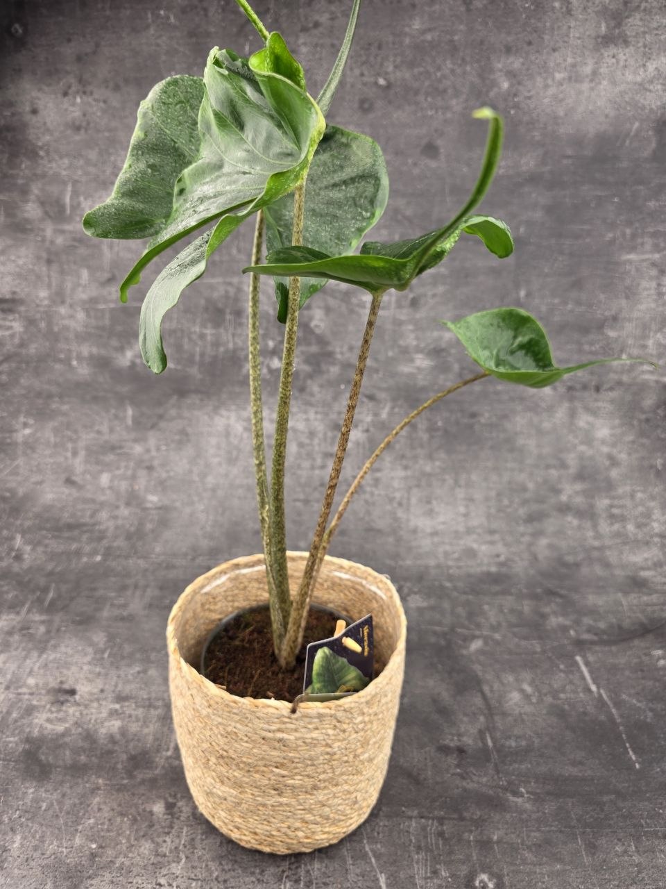 Alocasia Macrorrhiza