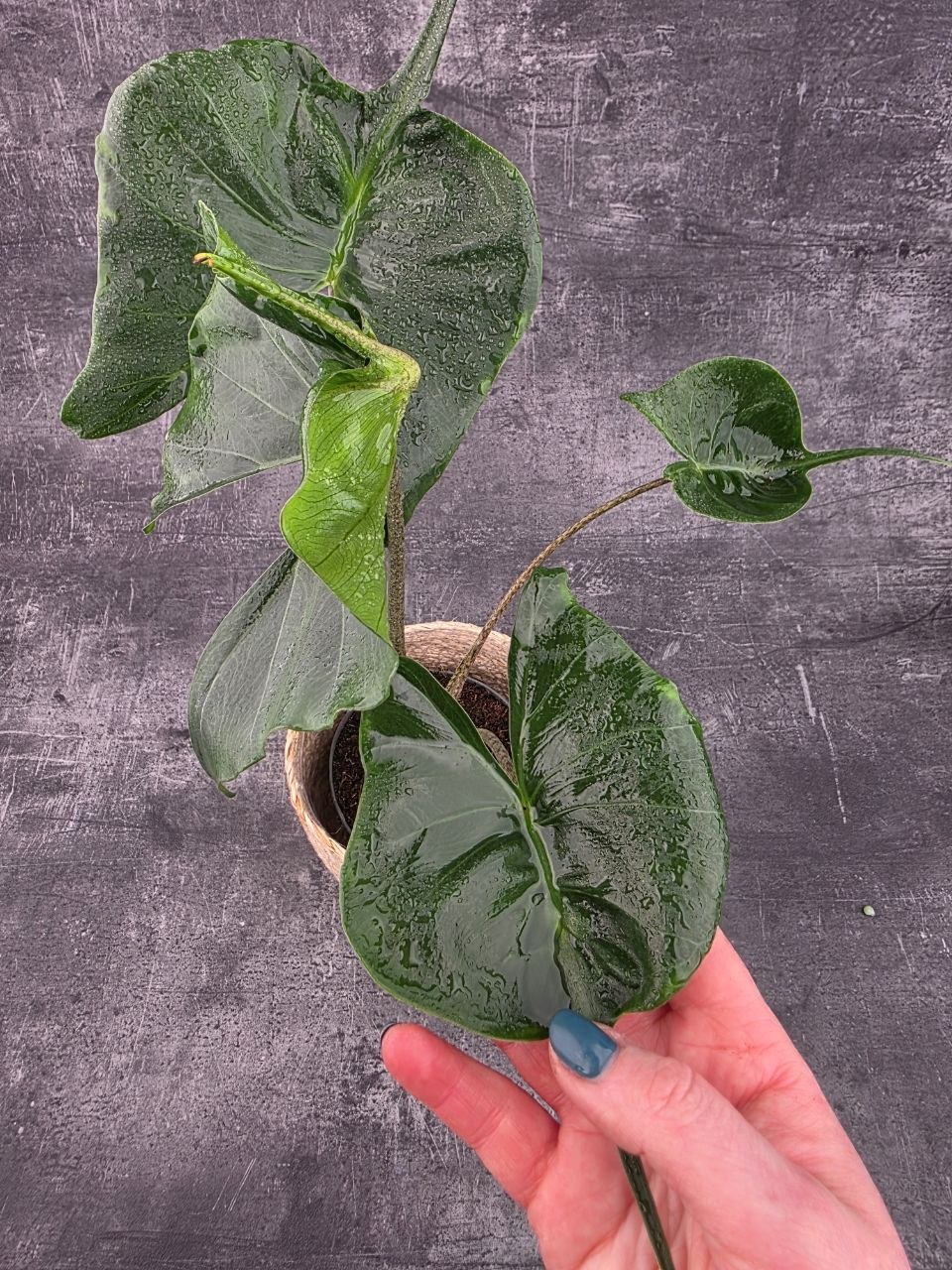Alocasia Macrorrhiza