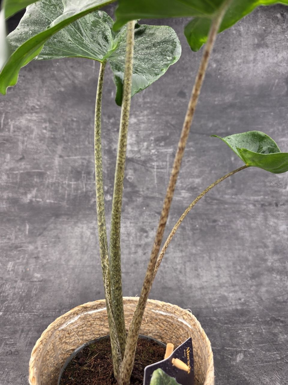 Alocasia Macrorrhiza