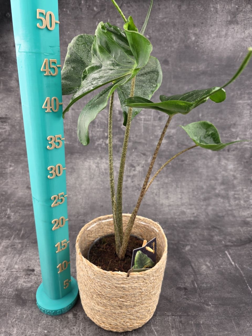 Alocasia Macrorrhiza